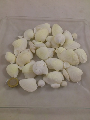 Coquilles mix  blanc 2-5 cm 200 gr.